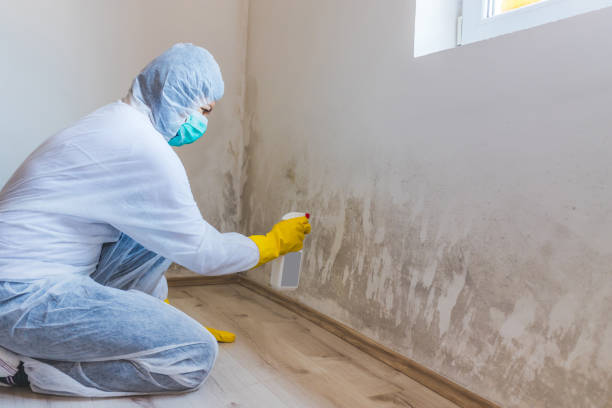 Licensed Mold Remediation service in Saint Paul, MN - WQB Mold Removal